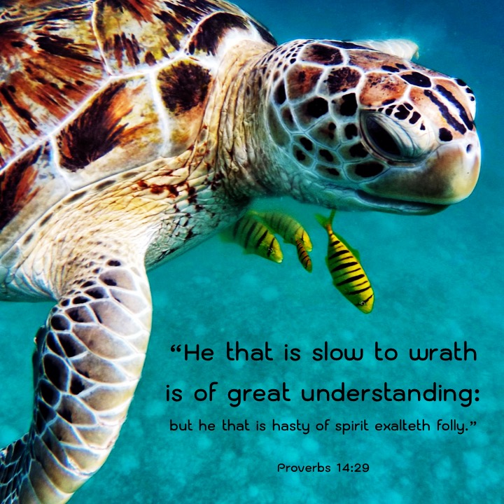 Proverbs 14 29 English