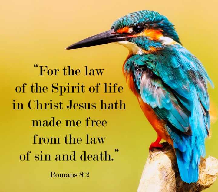 Romans 8 2 English.jpg