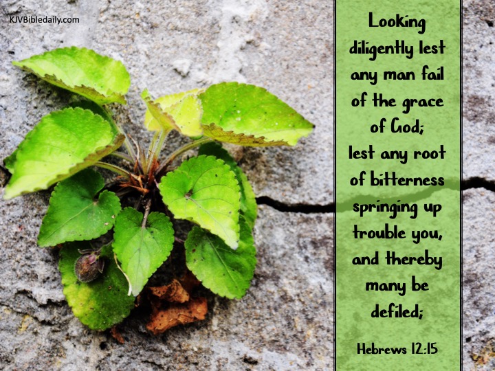 Hebrews 12 15 KJV.jpg