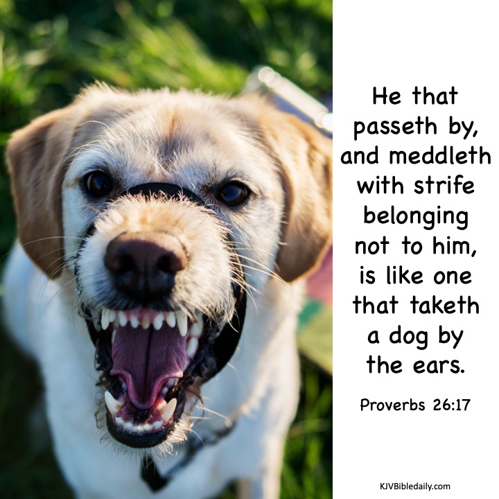 Proverbs 26 17 KJV.jpg