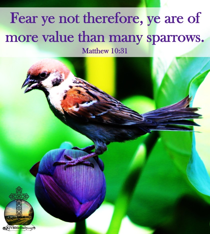 Matthew 10-31 KJV.jpg