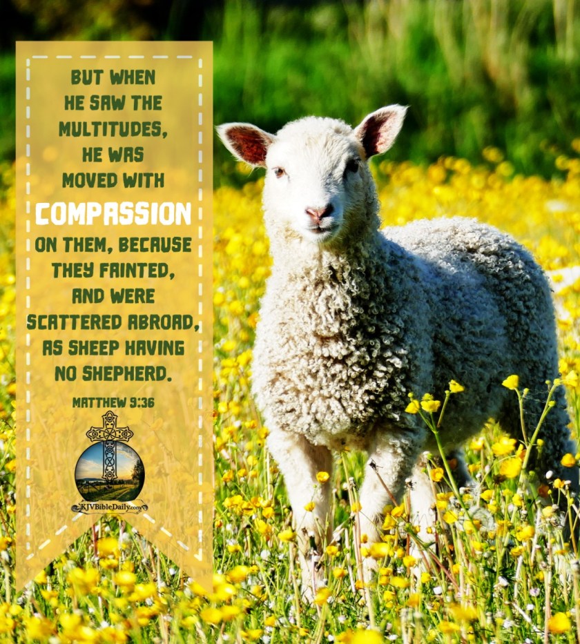 Matthew 9 36 KJV.jpg
