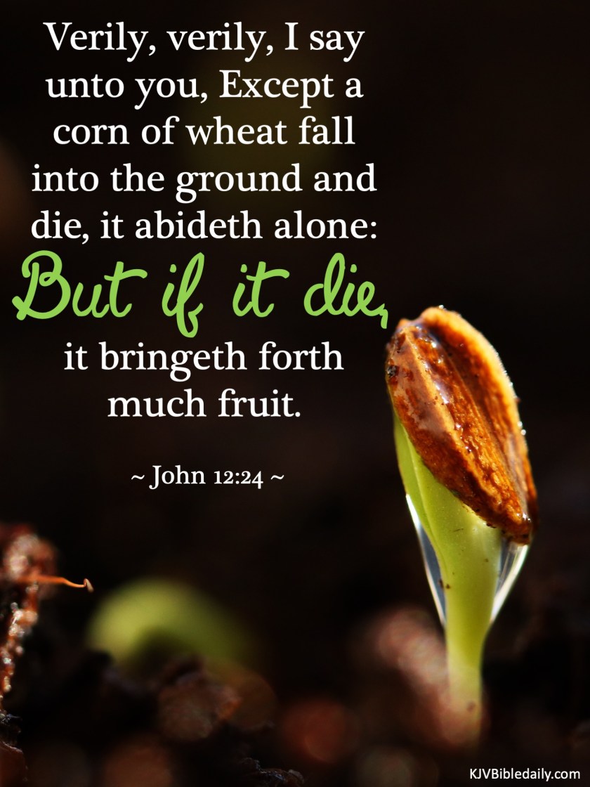 John 12-24 KJV.jpg